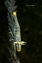 Cool Character!  I found this guy hanging out in Lembeh. ... by Richard Witmer 